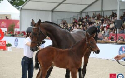 Le Top Foal Bresse Bleu est de retour pour une nouvelle édition ! 